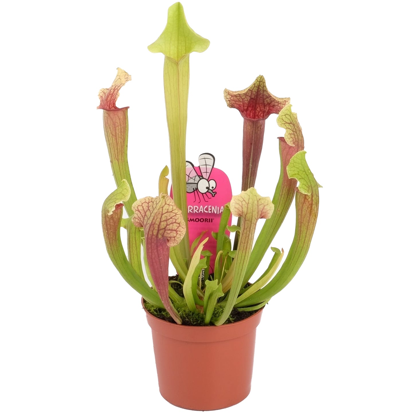 Sarracenia Smoorii (12cm) V5