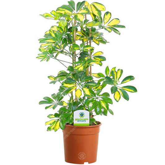 Schefflera arboricola Gerda (13cm)