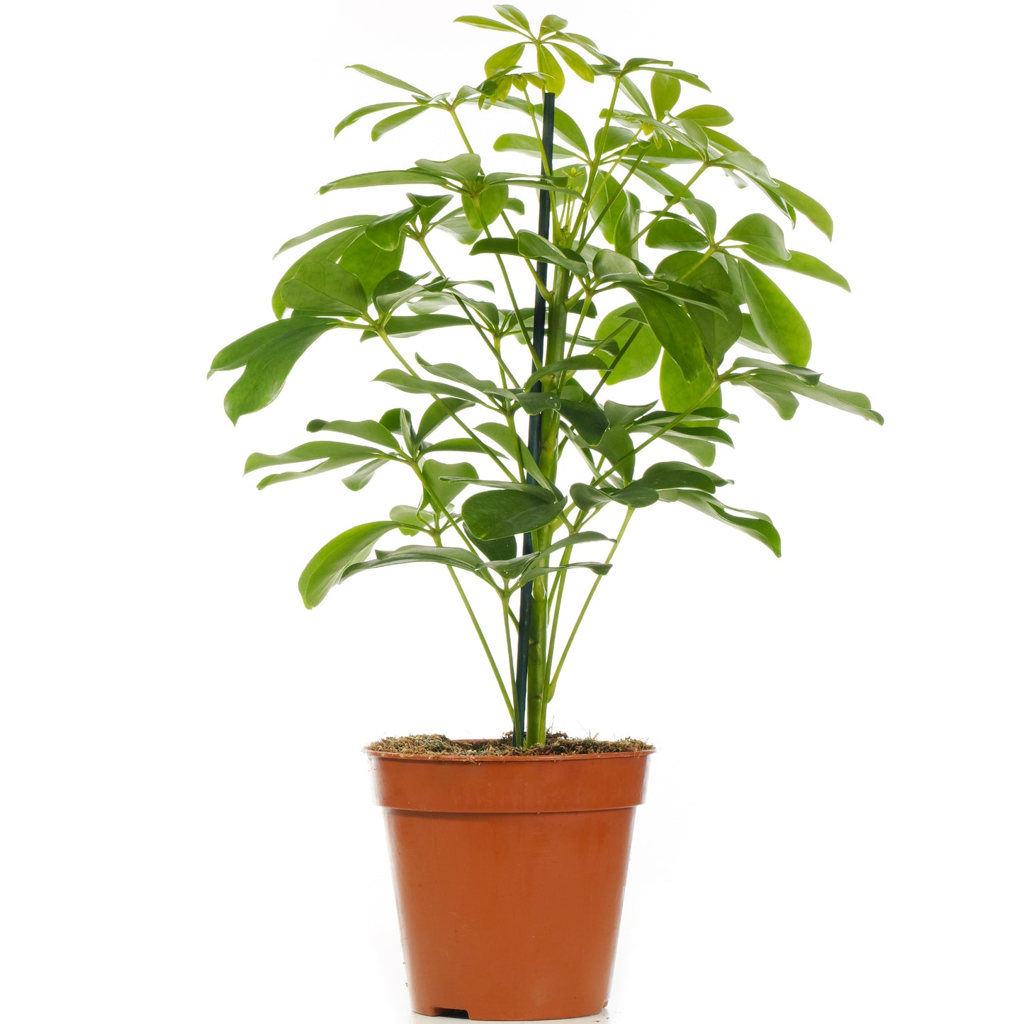 Schefflera Nora Umbrella Plant (13cm) V1