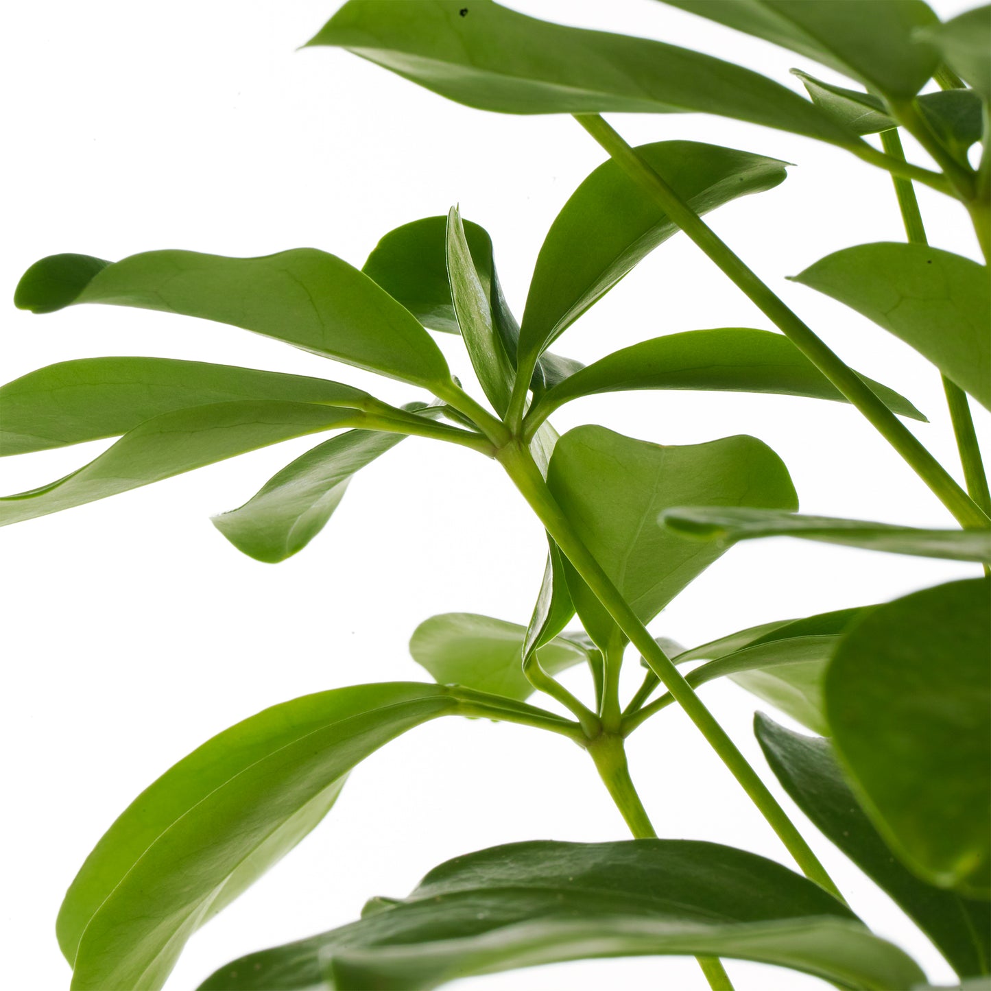 Schefflera Nora Umbrella Plant (13cm) V2