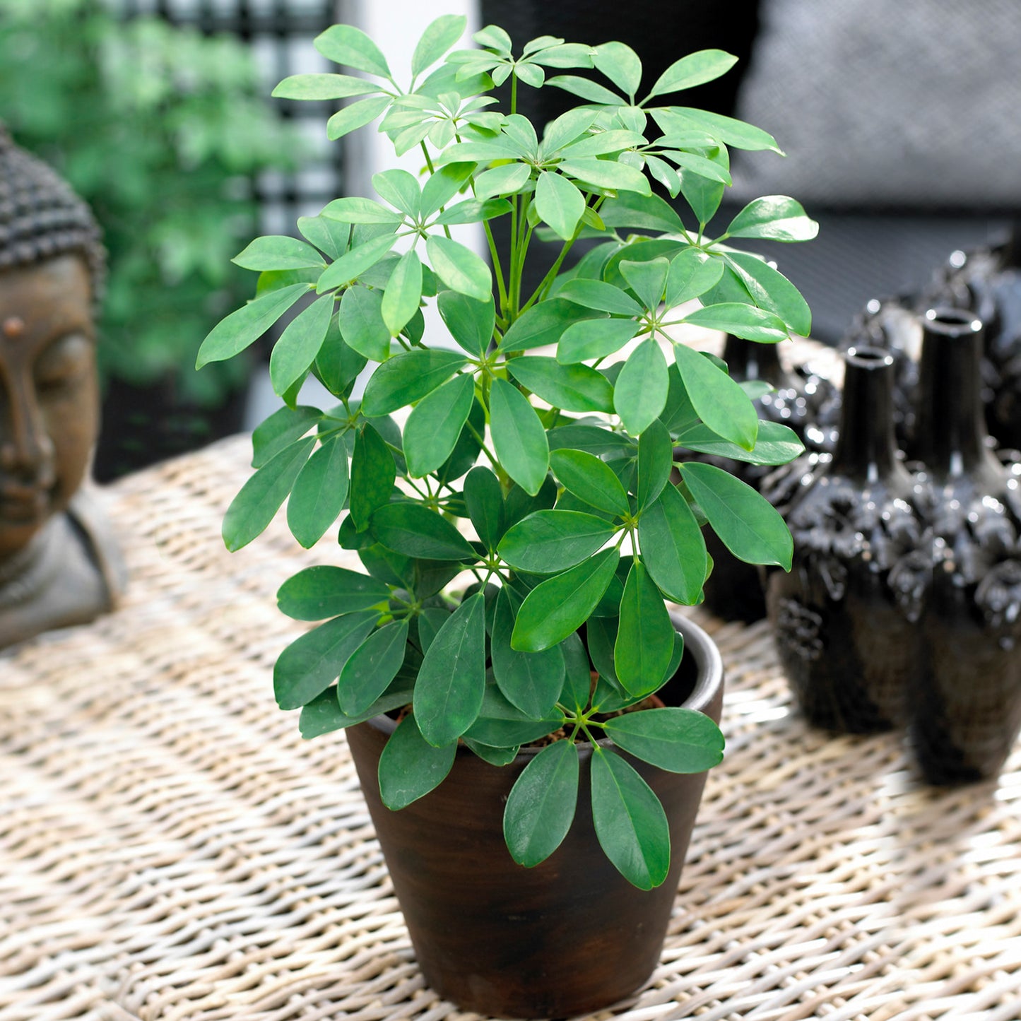 Schefflera Nora Umbrella Plant (13cm) V2