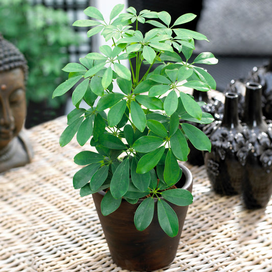 Schefflera Nora Umbrella Plant (13cm) V2