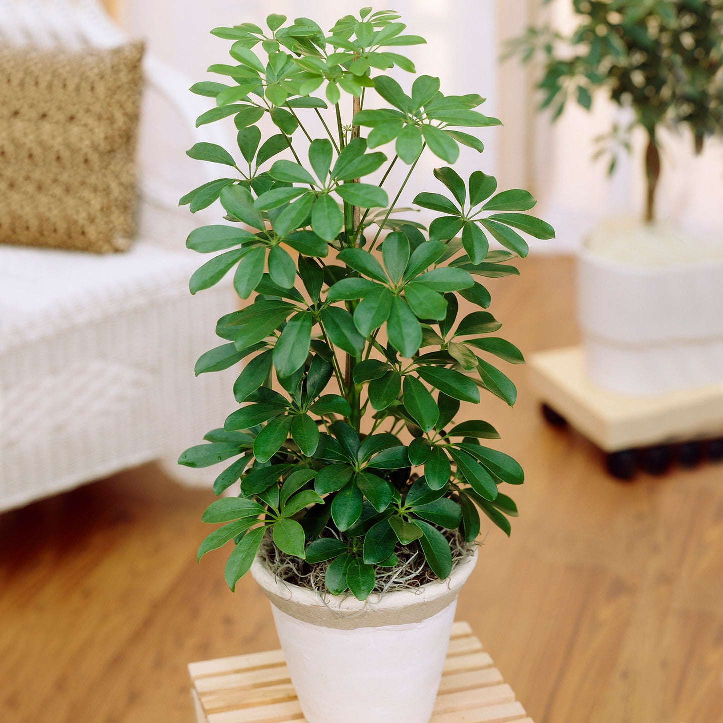 Schefflera Nora Umbrella Plant (13cm) V1