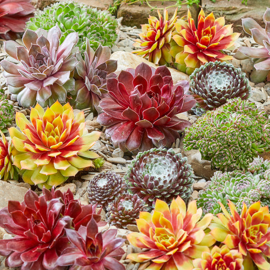 Sempervivum Mix (9cm, Pack of 6)