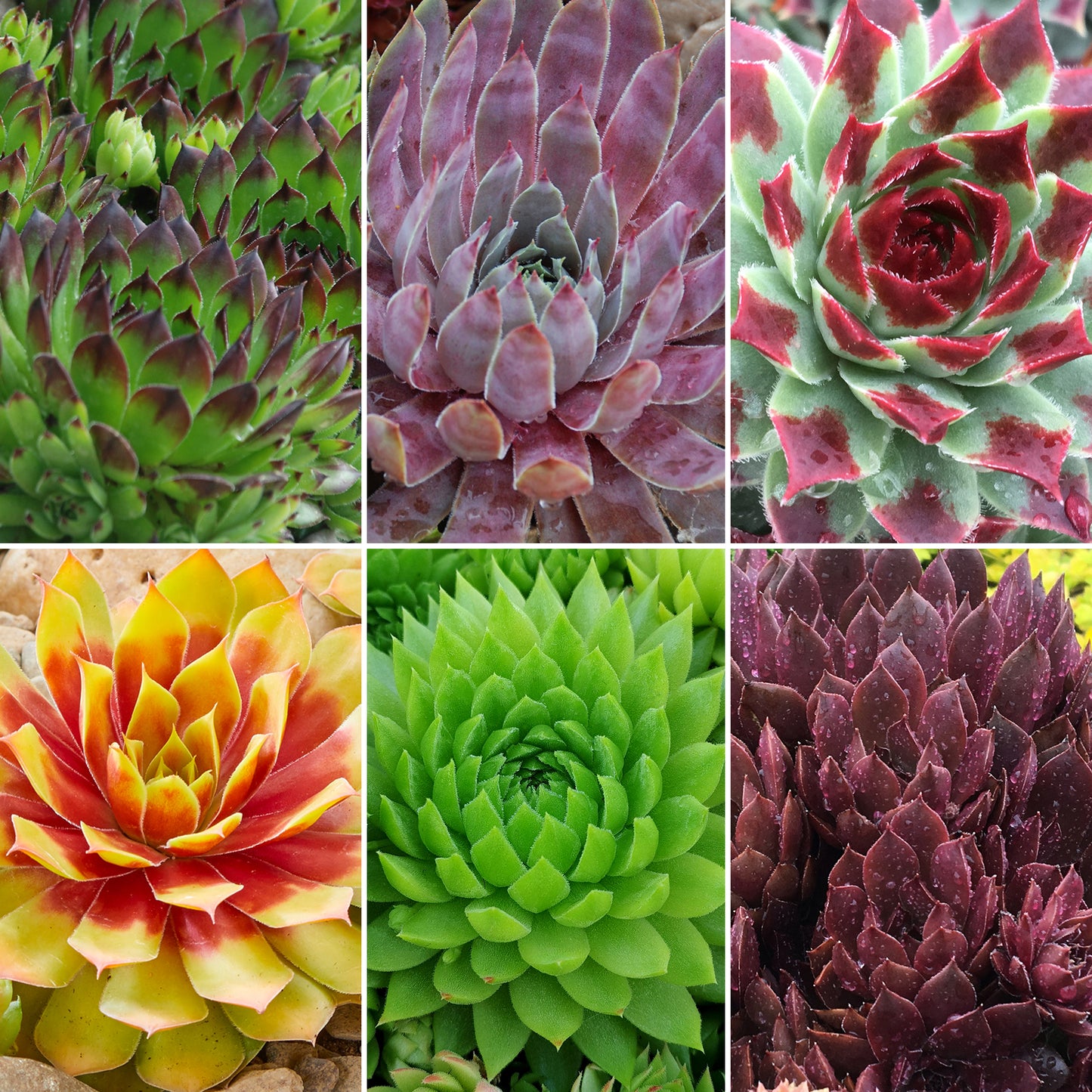 Sempervivum Mix (9cm, Pack of 6)