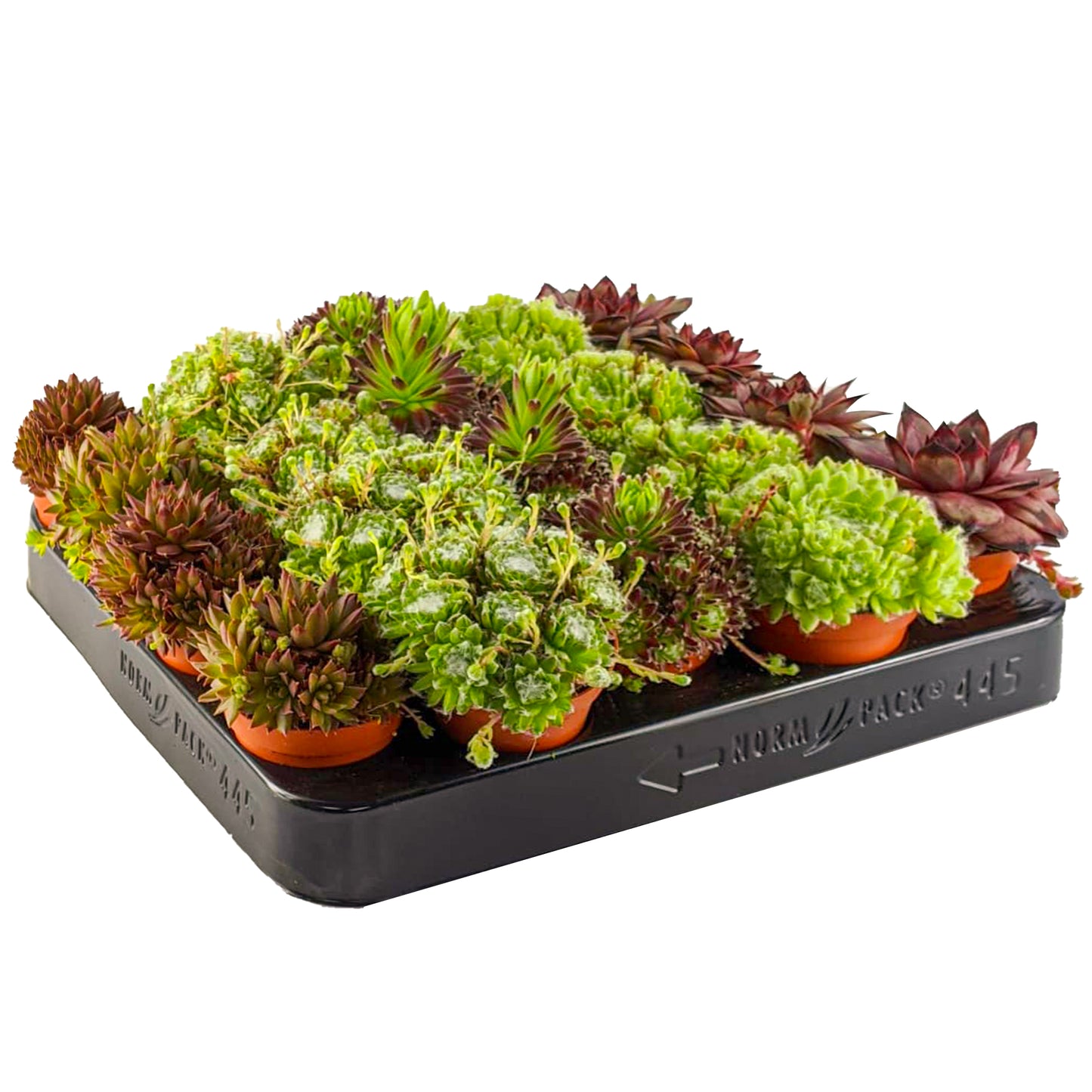 Sempervivum Mix (5.5cm, 5 plants)