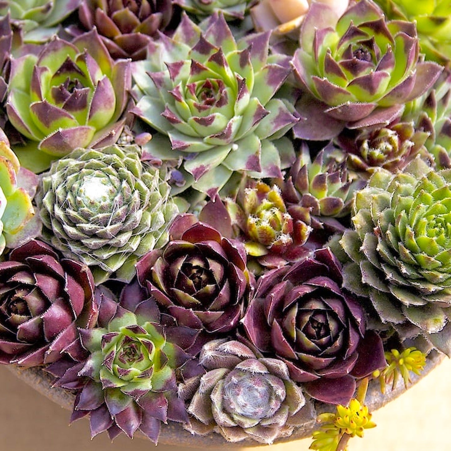 Sempervivum Mix (5.5cm, 5 plants)