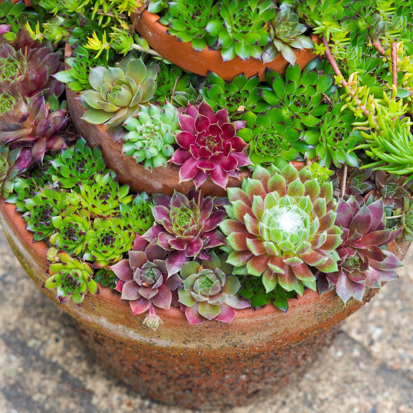 Sempervivum Mix (5.5cm, 5 plants, V1)