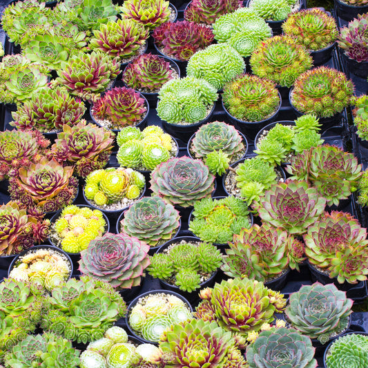 Sempervivum Mix (5.5cm, 5 plants, V2)