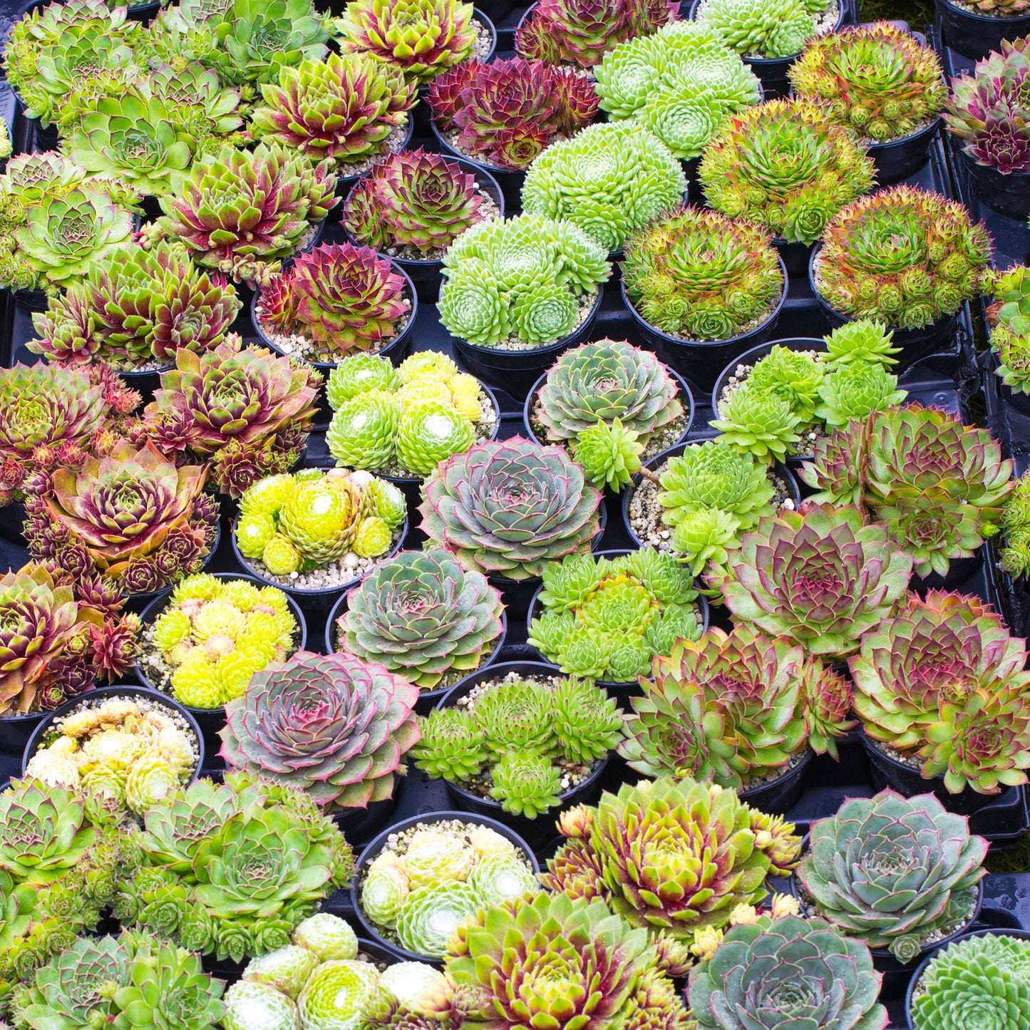 Sempervivum Mix (5.5cm, 20 plants, V2)