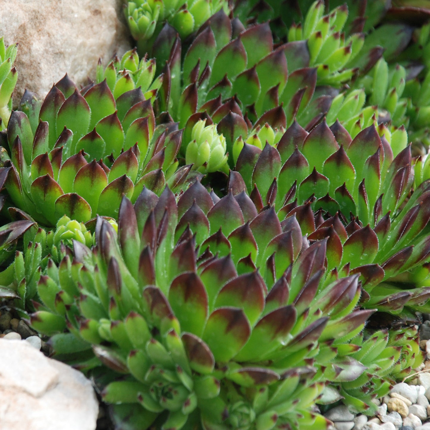 Sempervivum Appletini (9cm)