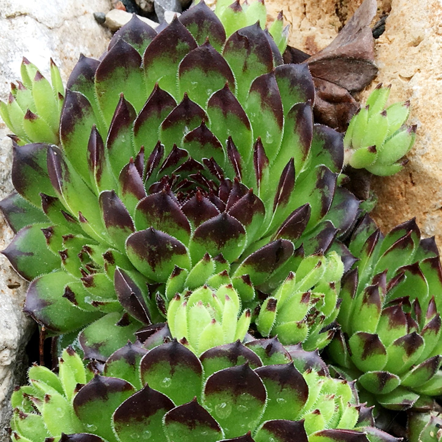 Sempervivum Appletini (9cm)