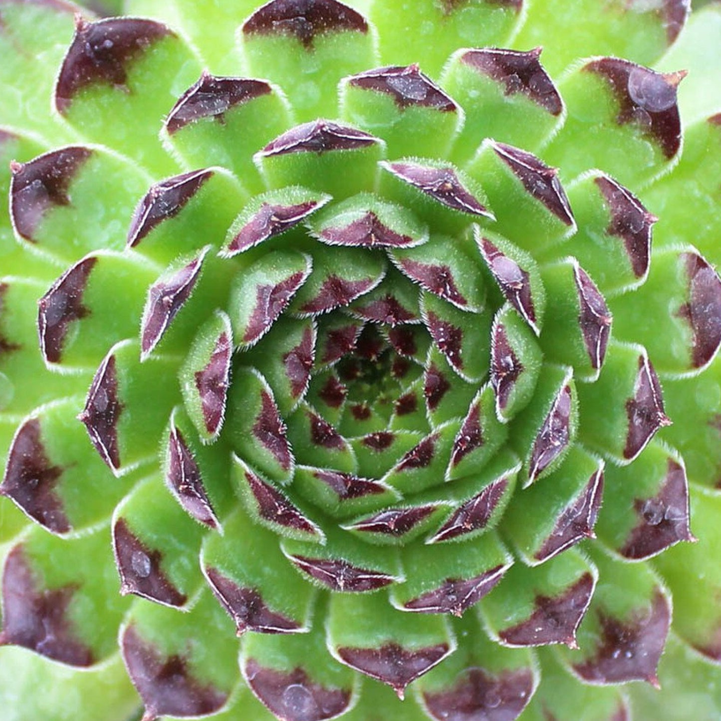 Sempervivum Appletini (9cm)