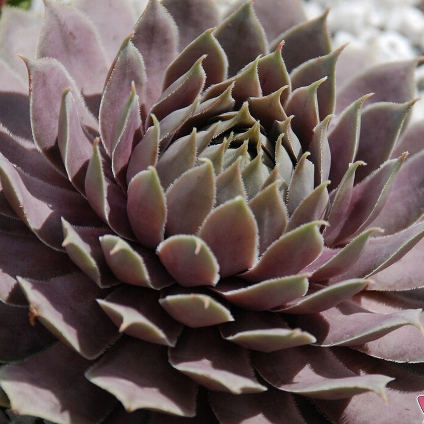 Sempervivum Berry Blues (9cm)
