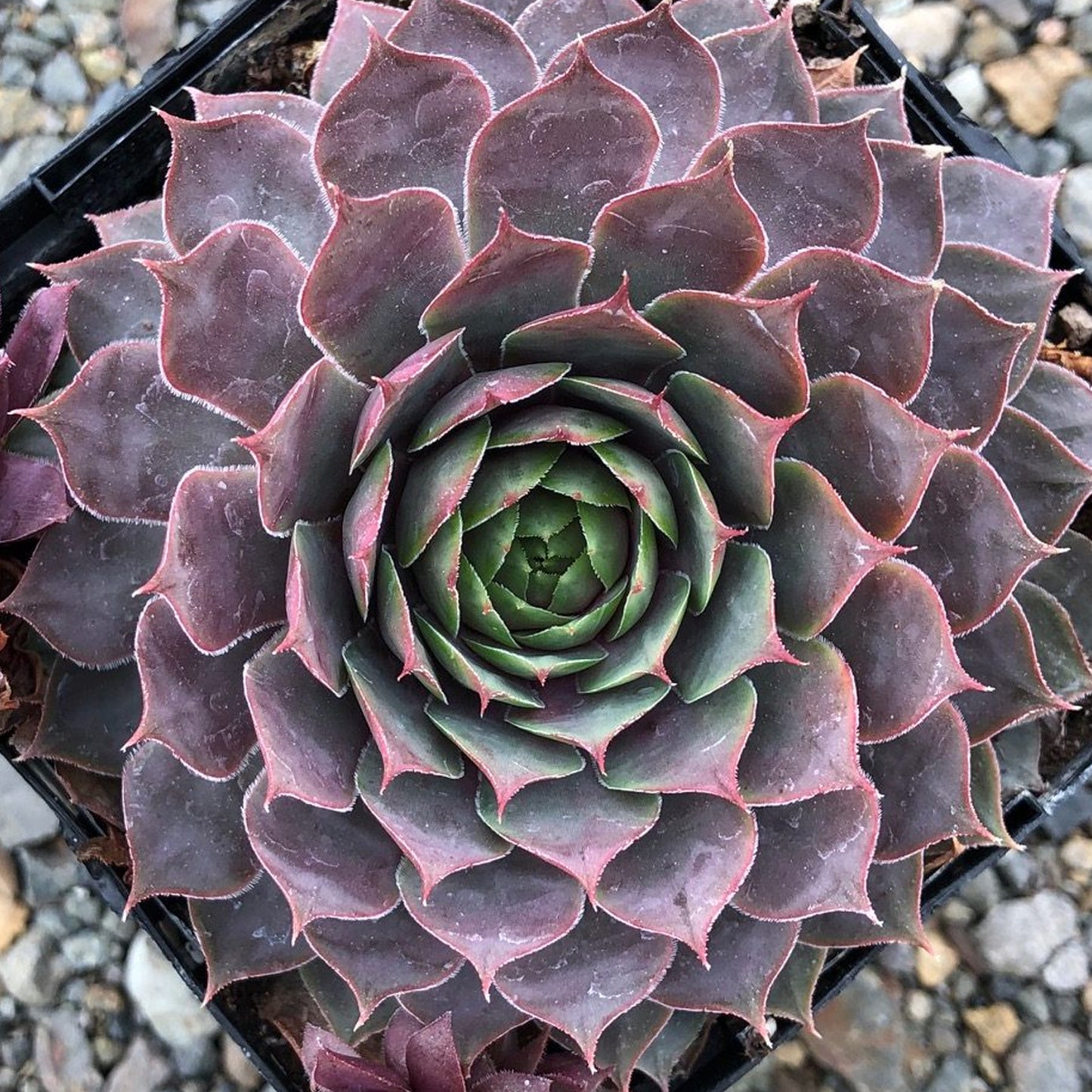 Sempervivum Berry Blues (9cm)