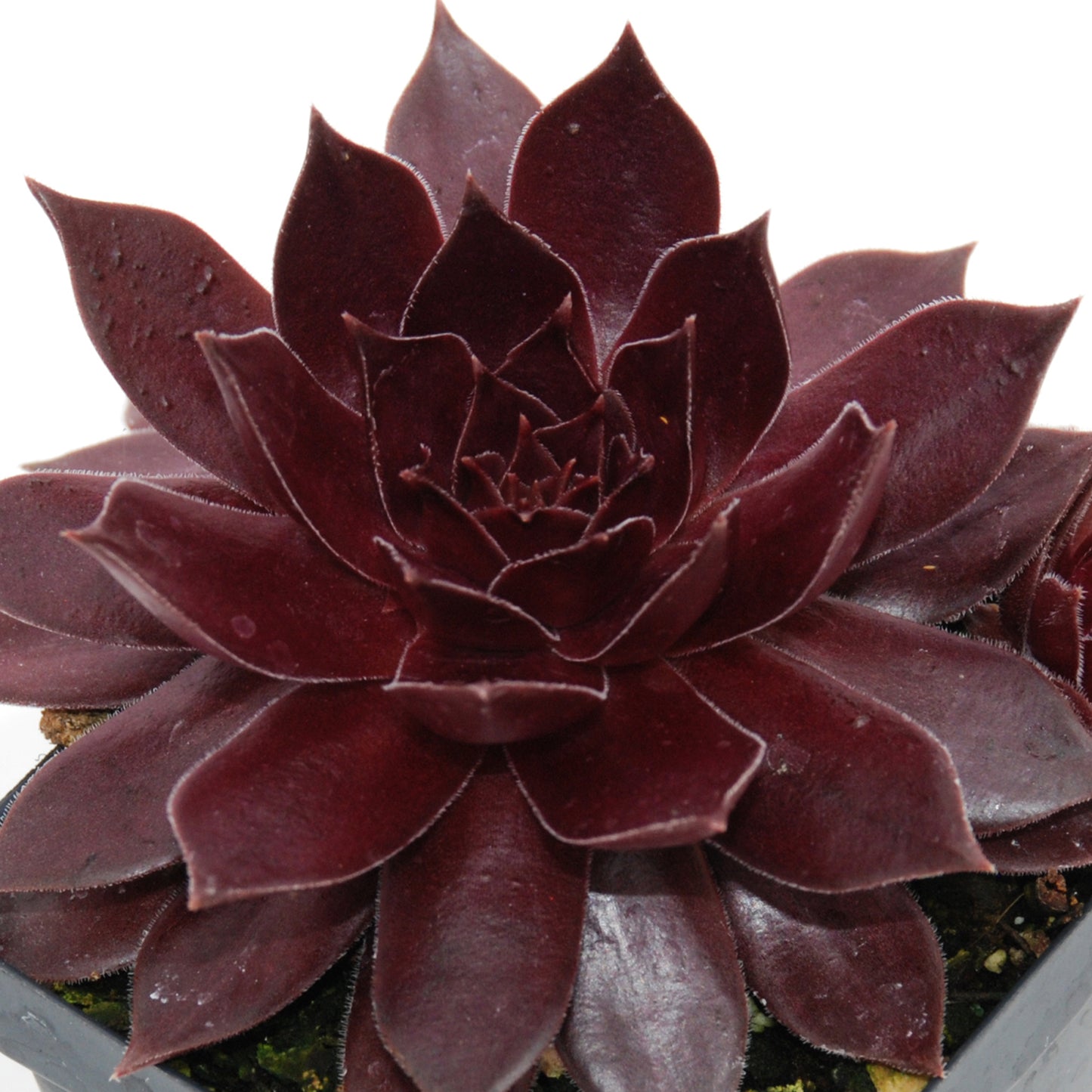 Sempervivum Chocolate Kiss (9cm)