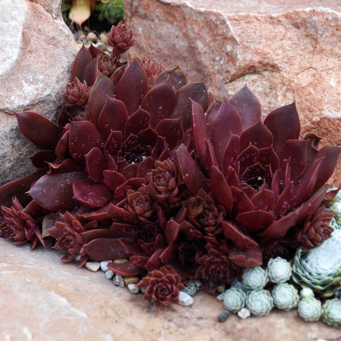 Sempervivum Chocolate Kiss (9cm)