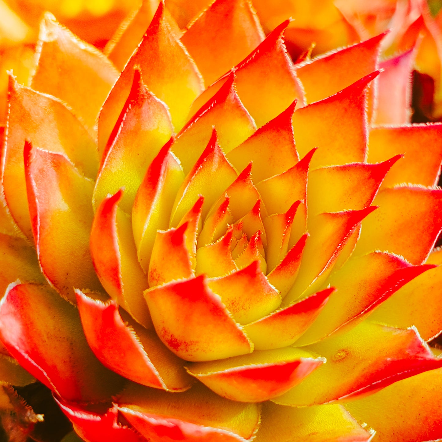 Sempervivum Gold Nugget (9cm)