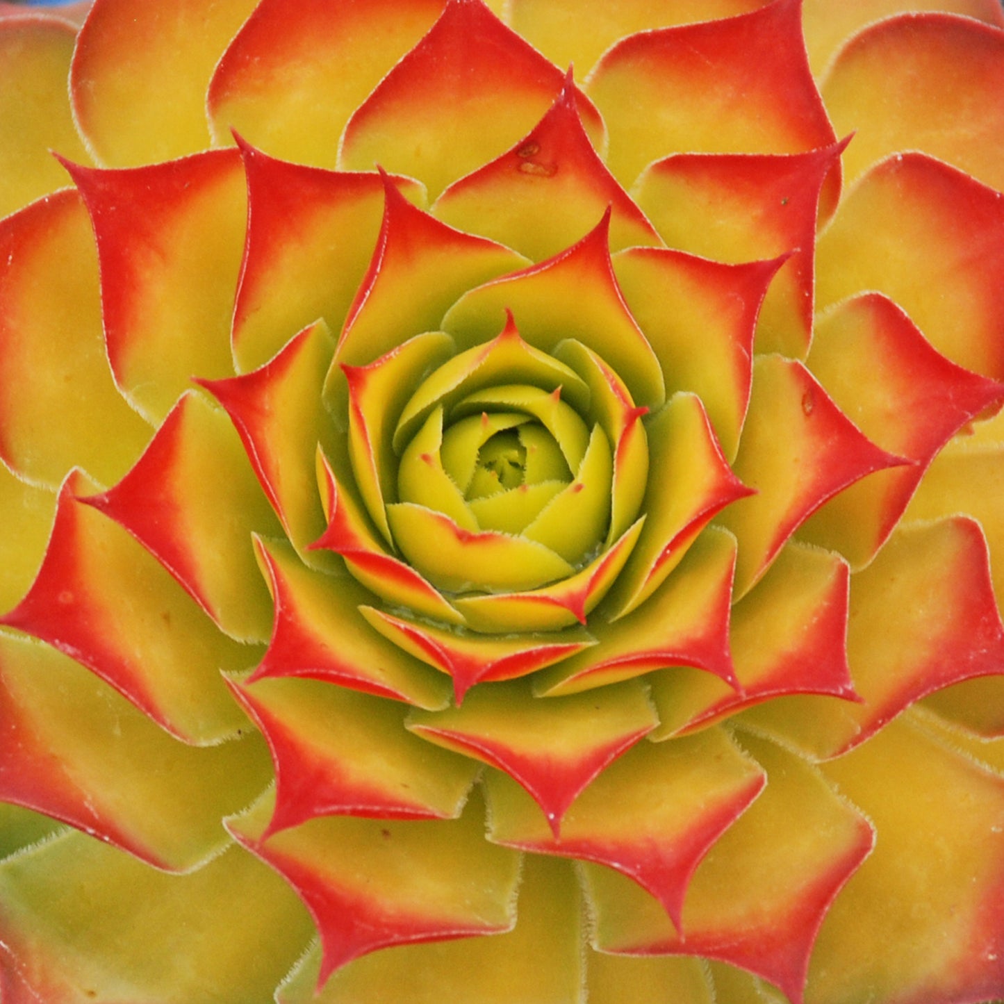 Sempervivum Gold Nugget (9cm)