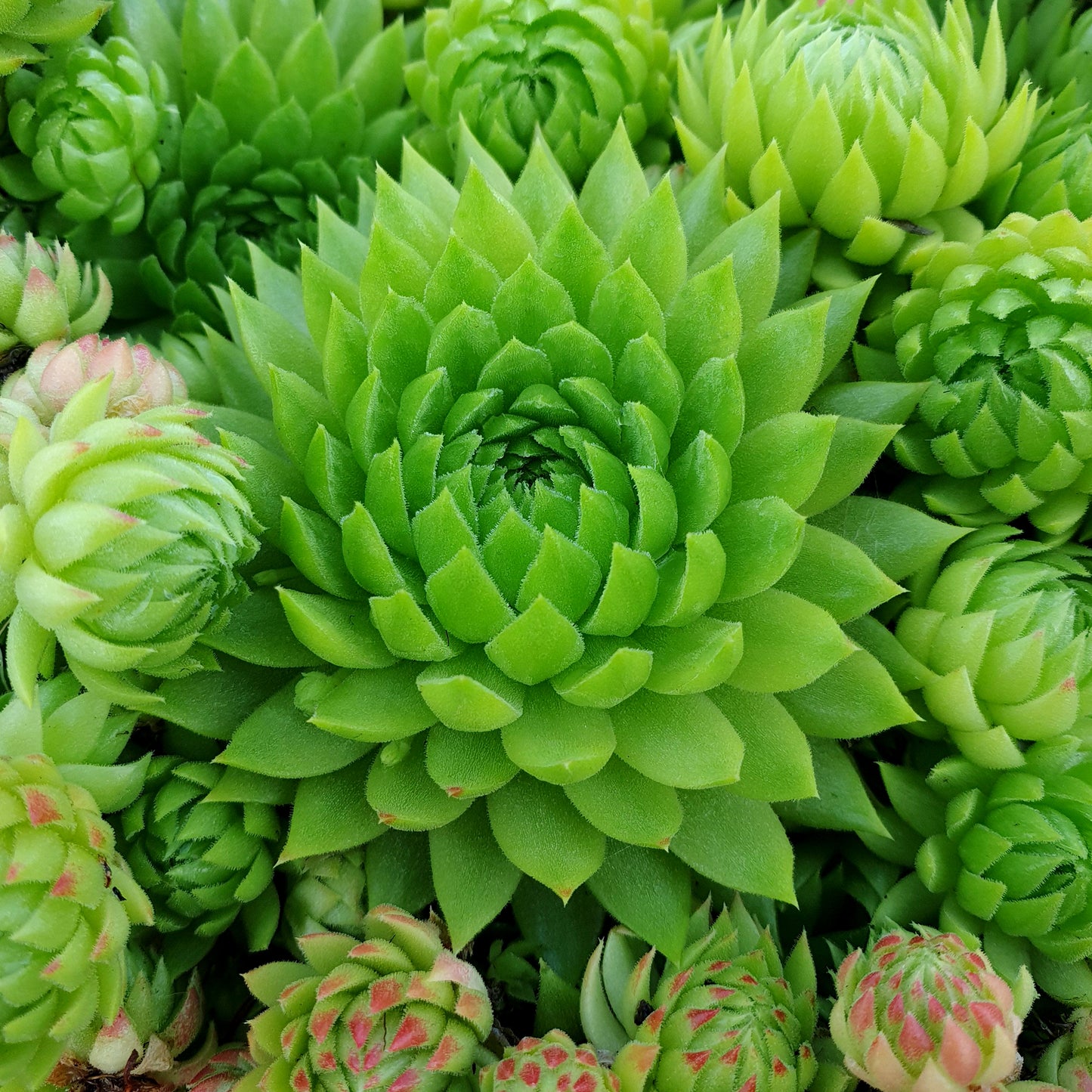 Sempervivum Key Lime Kiss (9cm)