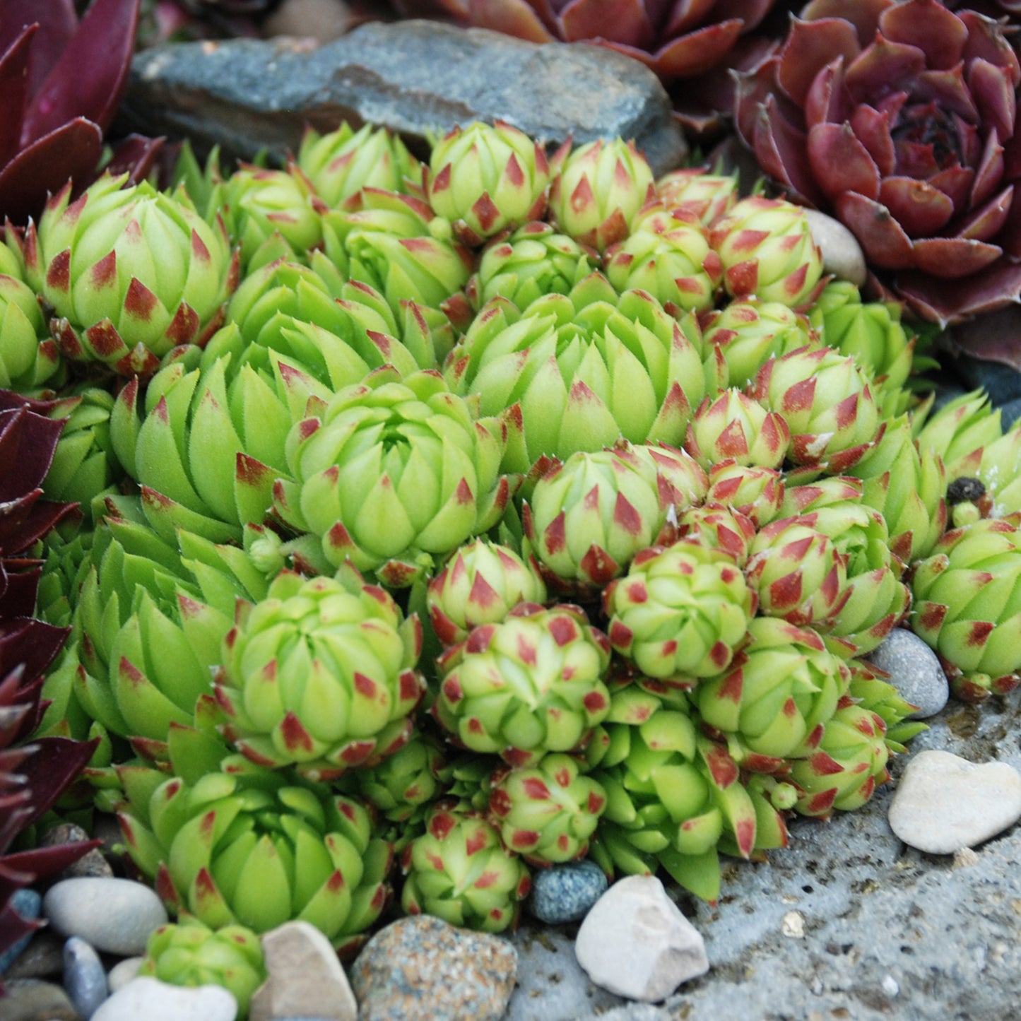 Sempervivum Key Lime Kiss (9cm)