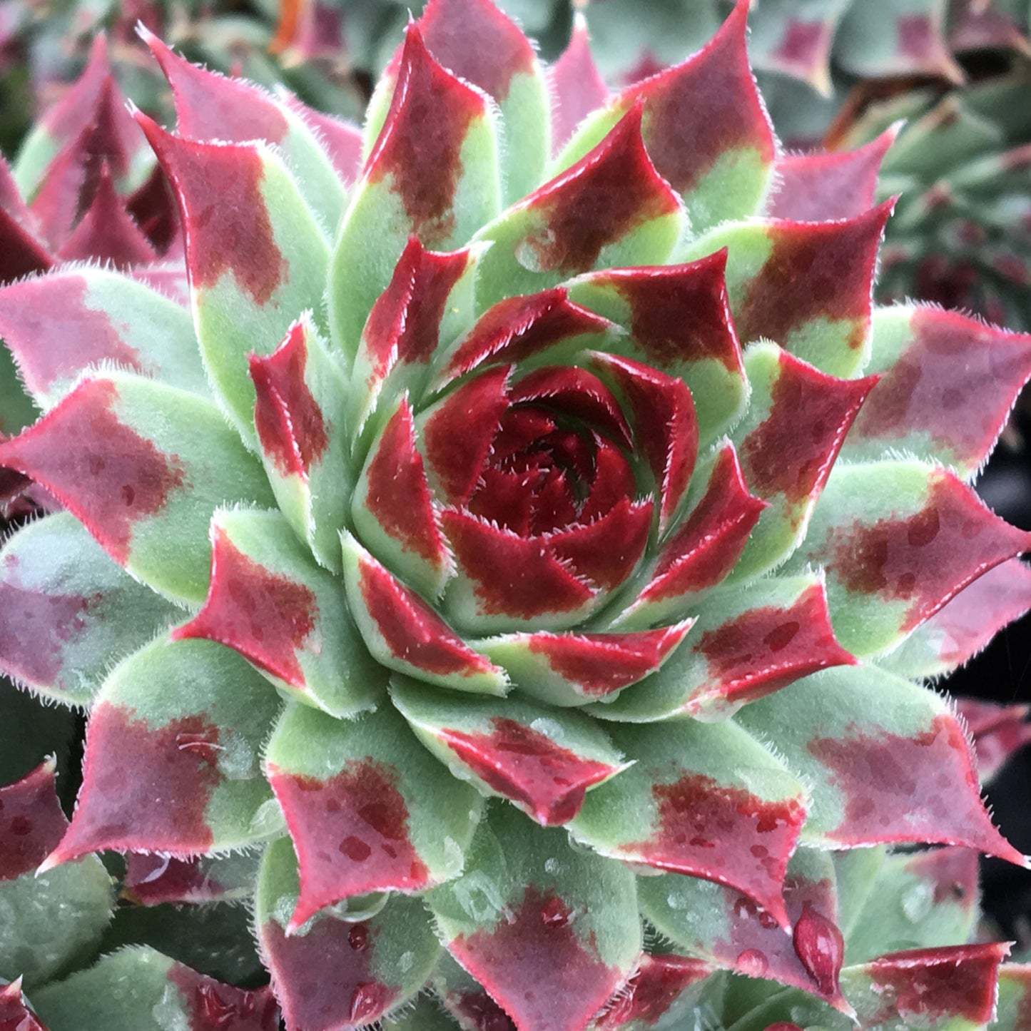 Sempervivum Mint Marvel (9cm)