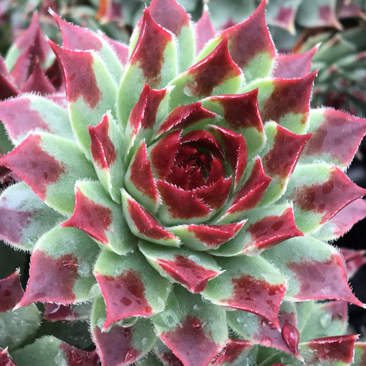 Sempervivum Mint Marvel (9cm)