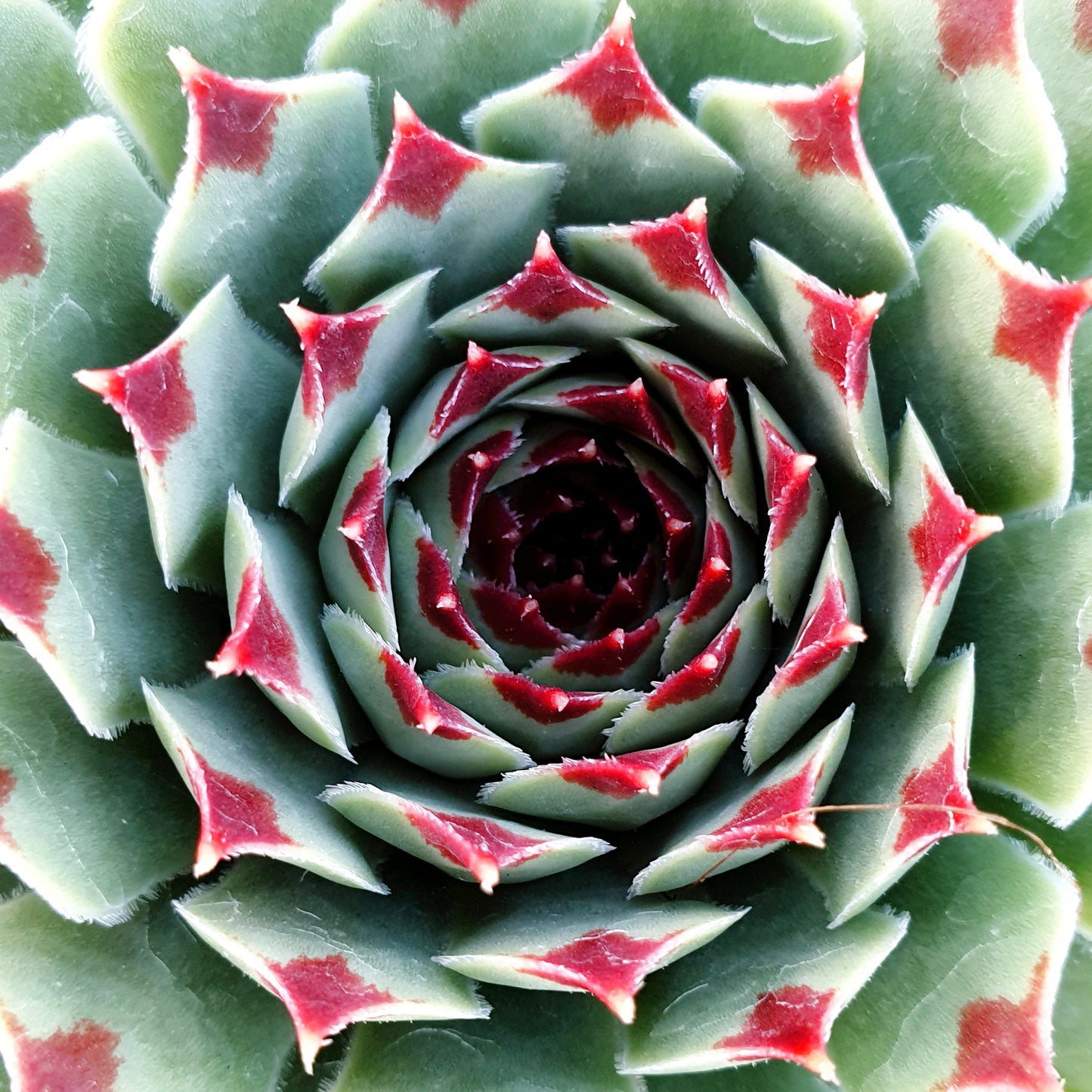 Sempervivum Mint Marvel (9cm)