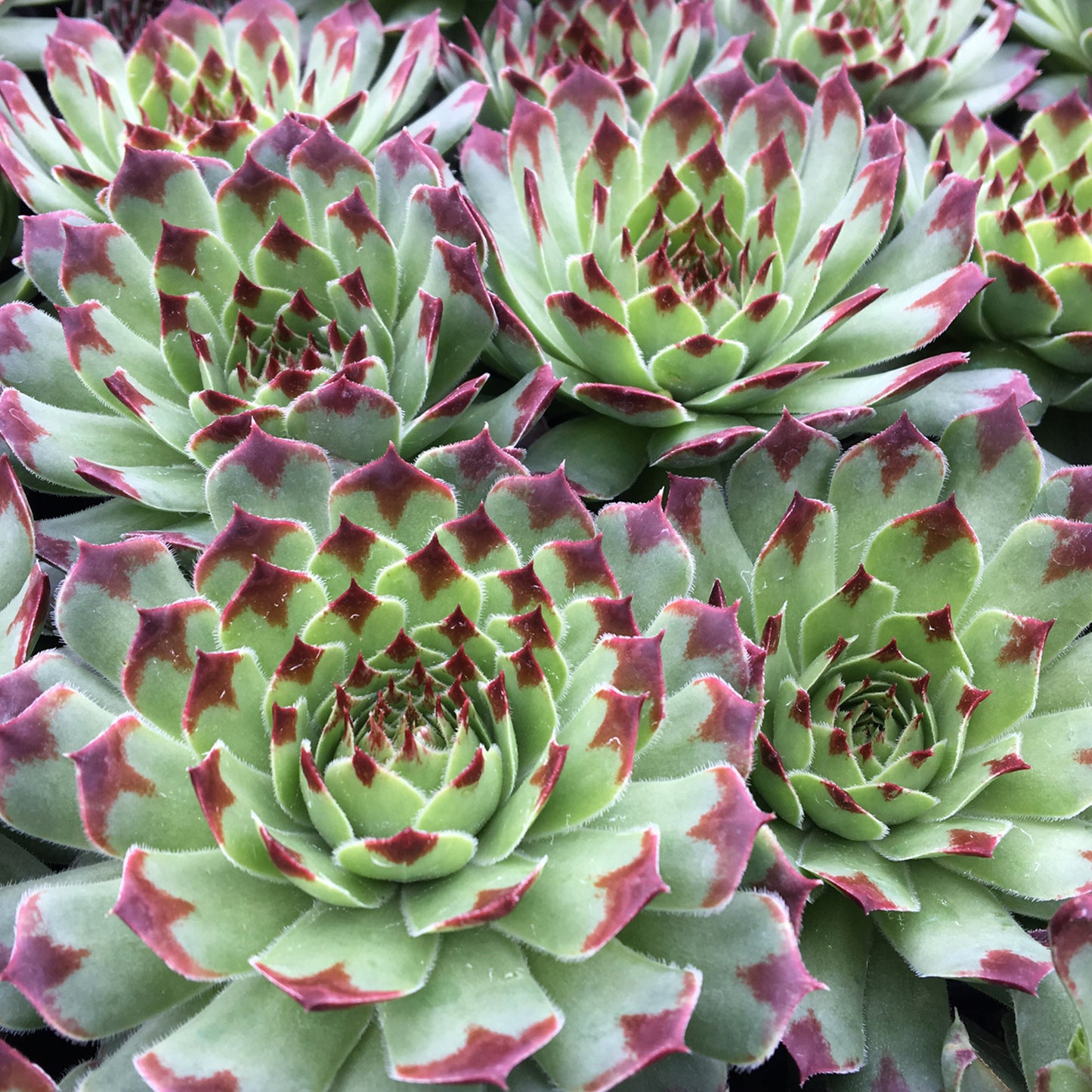 Sempervivum Mint Marvel (9cm)