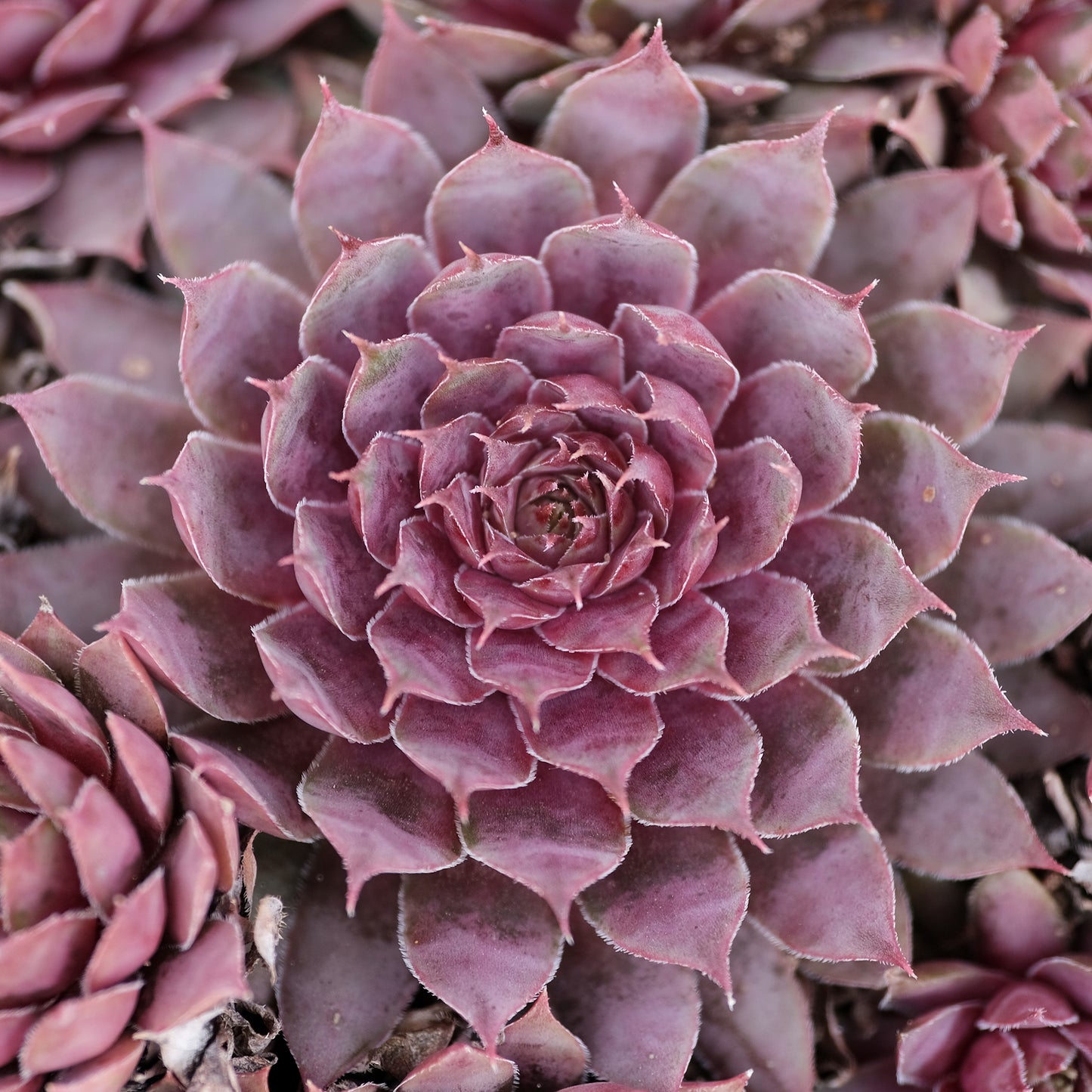 Sempervivum Plum Parfait (9cm)