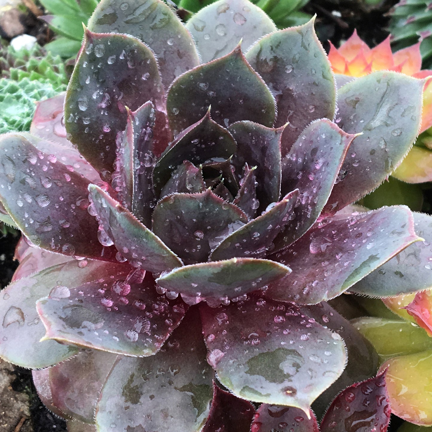 Sempervivum Plum Parfait (9cm)