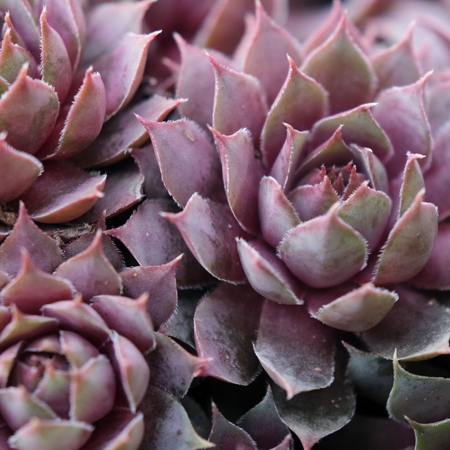 Sempervivum Plum Parfait (9cm)