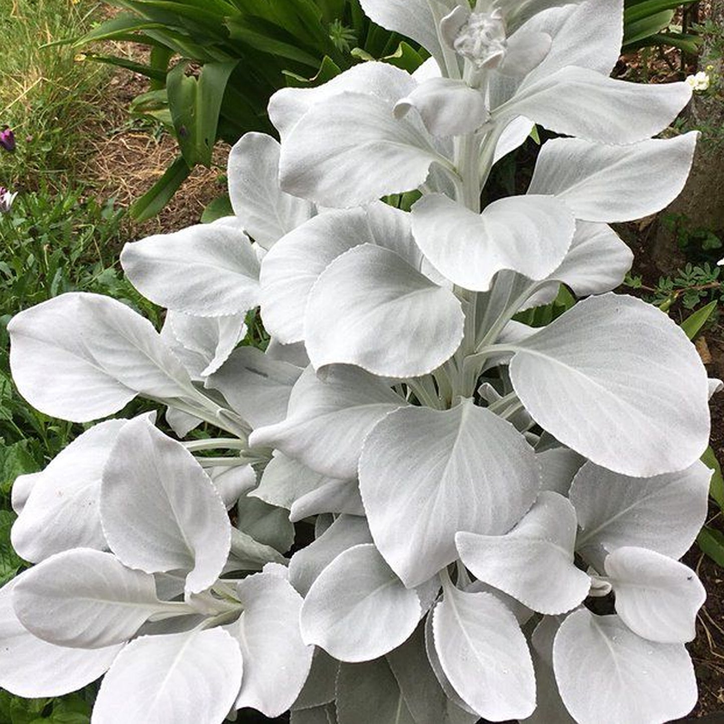 Senecio Angel Wings (9cm)