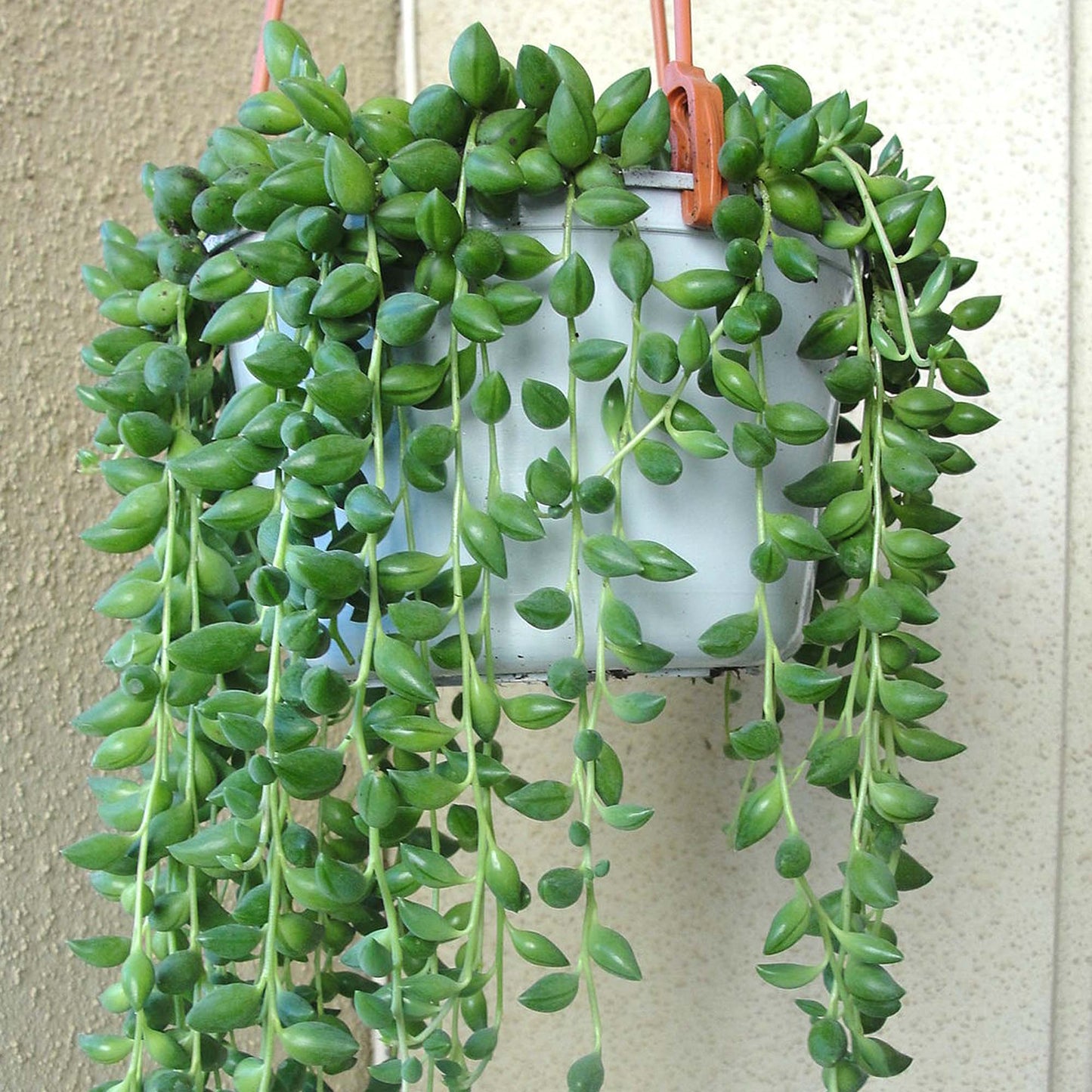 Senecio Herreianus