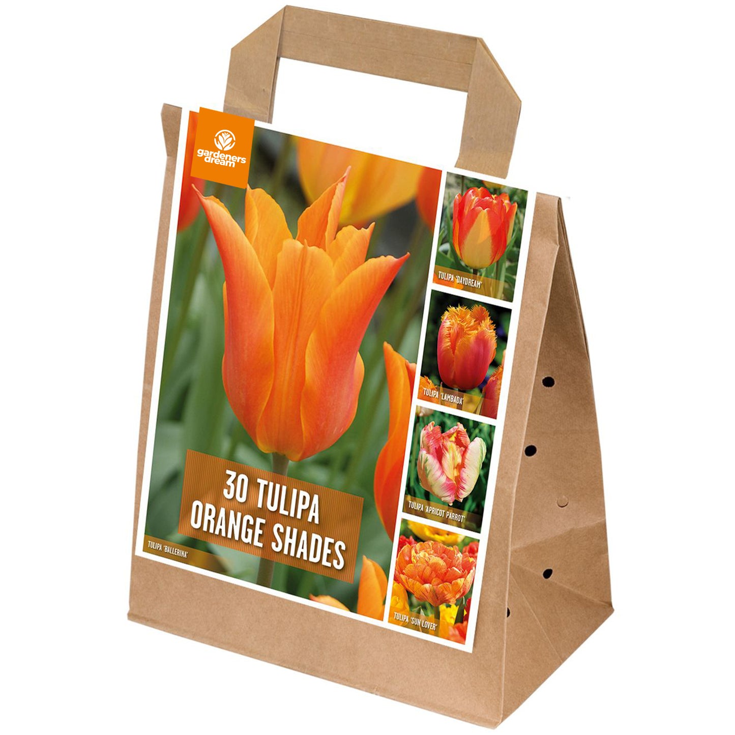 Shades of Colour - Tulip Orange Shades (Pack of 30)