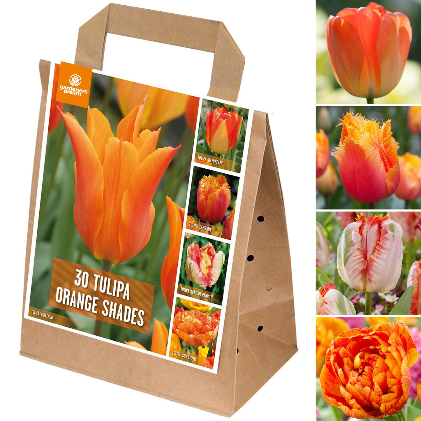 Shades of Colour - Tulip Orange Shades (Pack of 30)