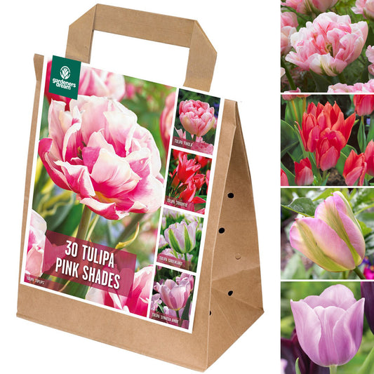 Shades of Colour - Tulip Pink Shades (Pack of 30)