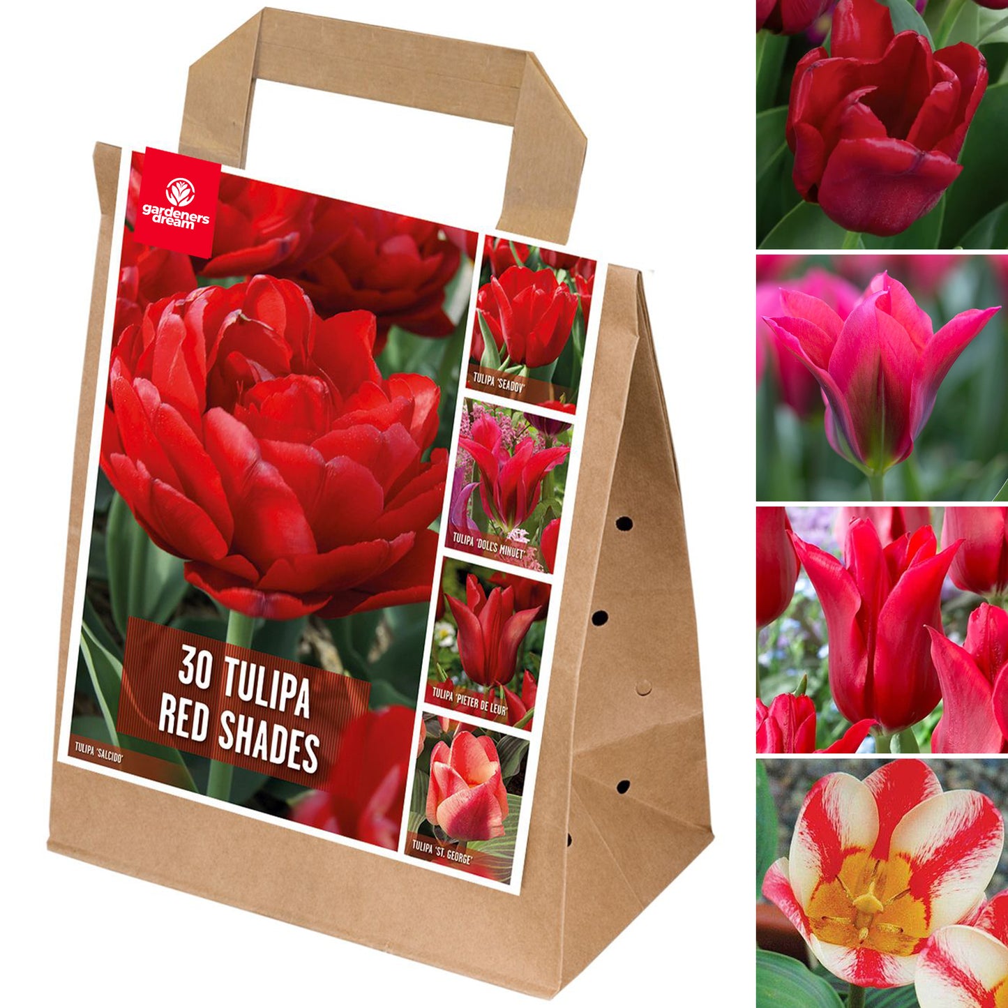 Shades of Colour - Tulip Red Shades (Pack of 30)