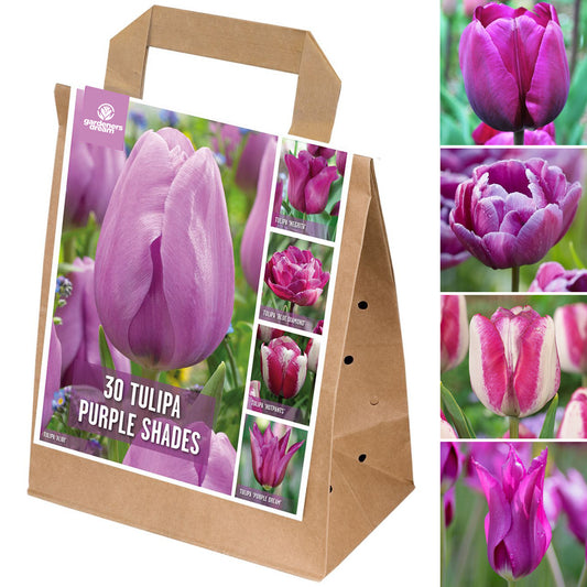 Shades of Colour - Tulip Violet Shades (Pack of 30)