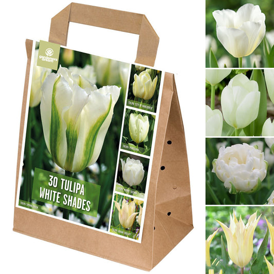 Shades of Colour - Tulip White Shades (Pack of 30)