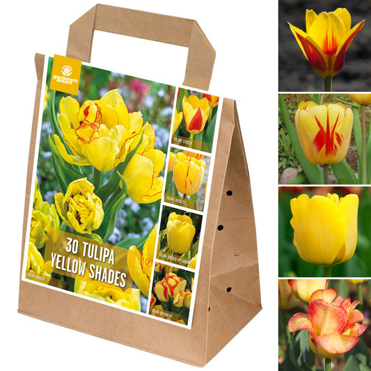 Shades of Colour - Tulip Yellow Shades (Pack of 30)