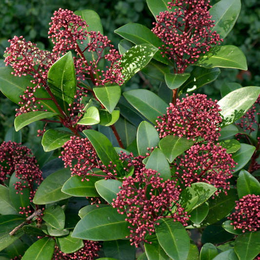 Skimmia Rubella (9cm)