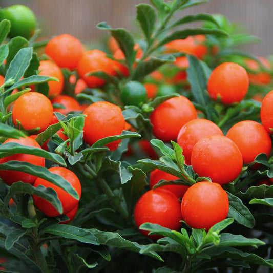 Solanum Thurino (1L)