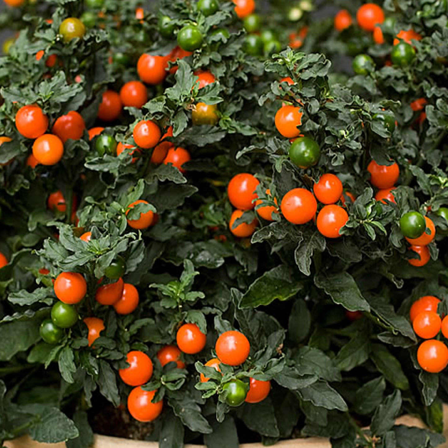 Solanum Thurino (1L)