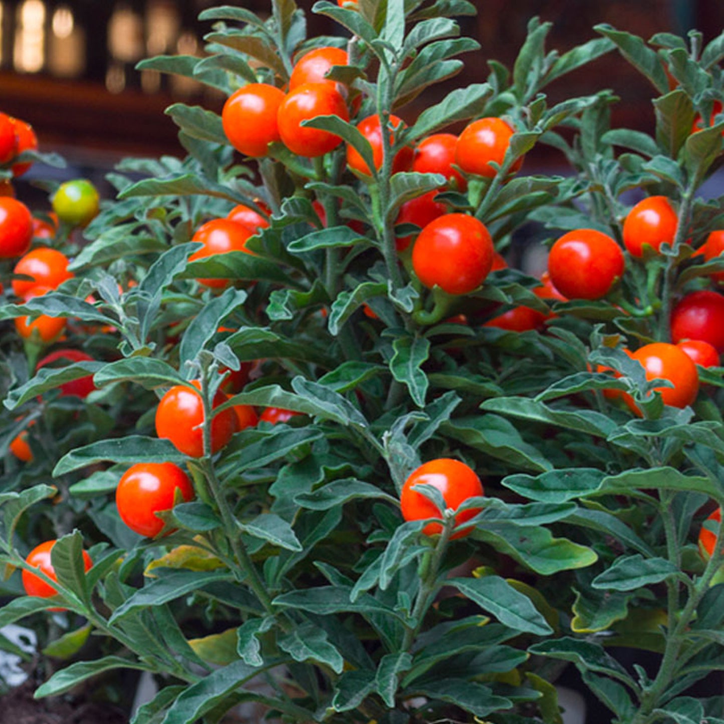 Solanum Thurino (1L)