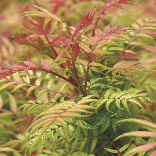 Sorbaria Sem (9cm)