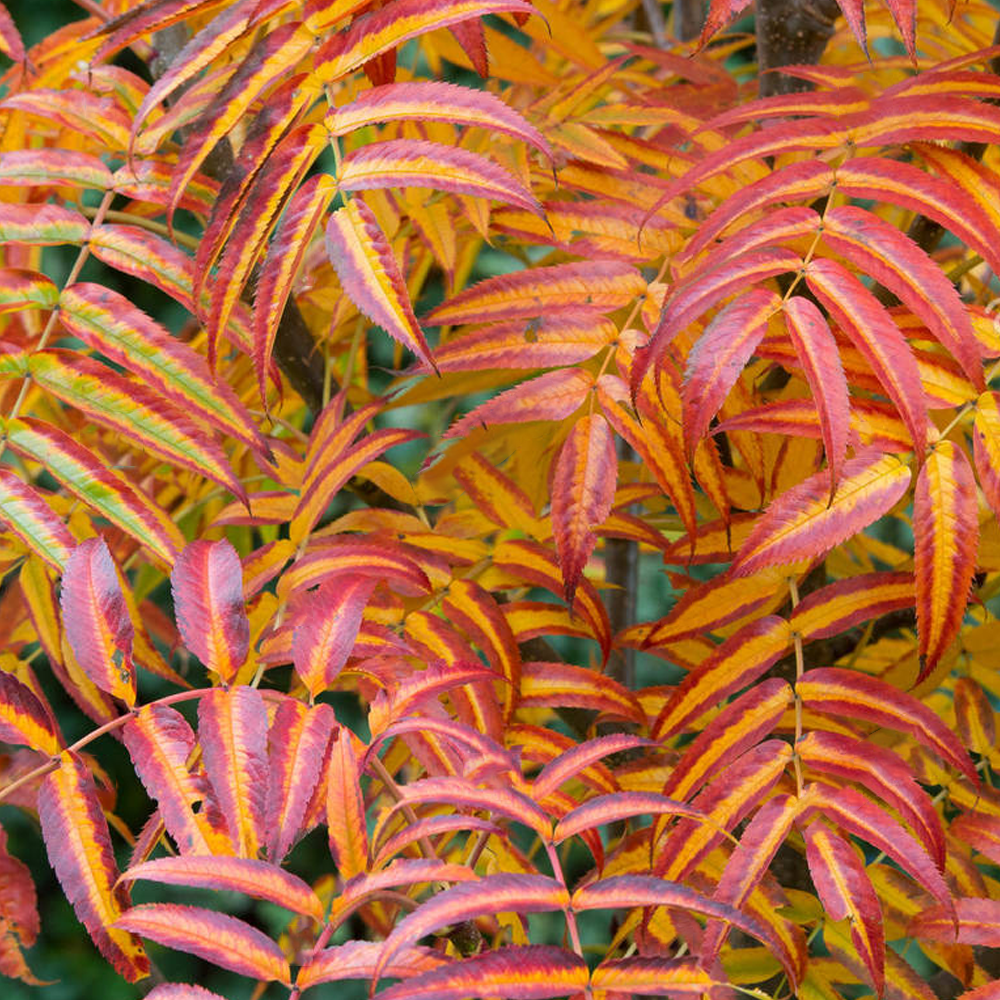 Sorbus Olympic Flame Tree (12L, 5-6ft)