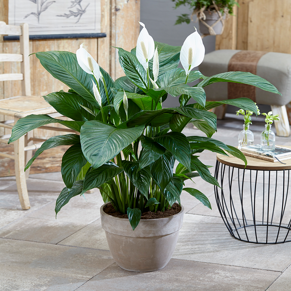 Spathiphyllum Peace Lily (9cm, V1)