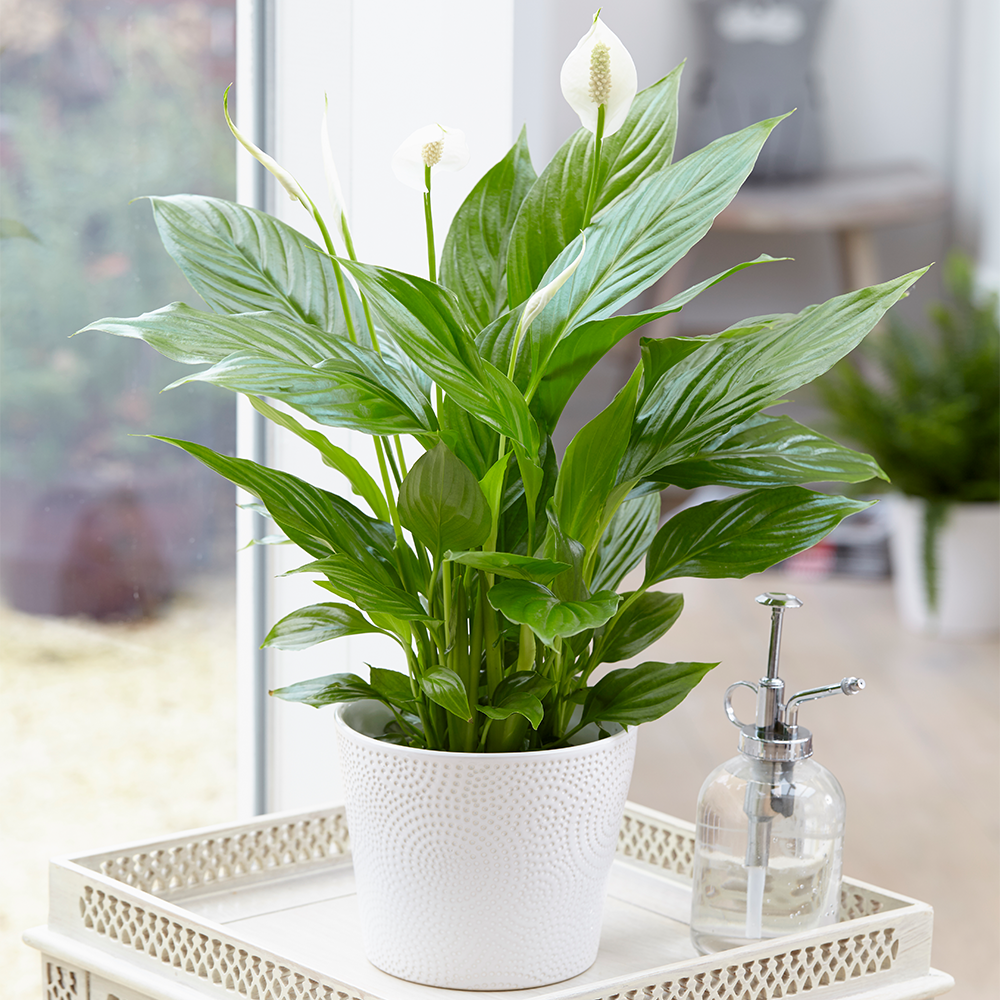 Spathiphyllum Peace Lily (9cm, V2)