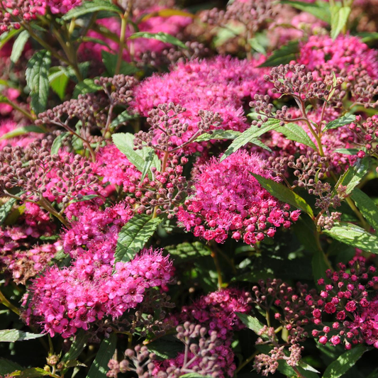 Spiraea Anthony Waterer (9cm)